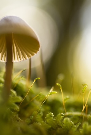 selective focus photograph of mushroom