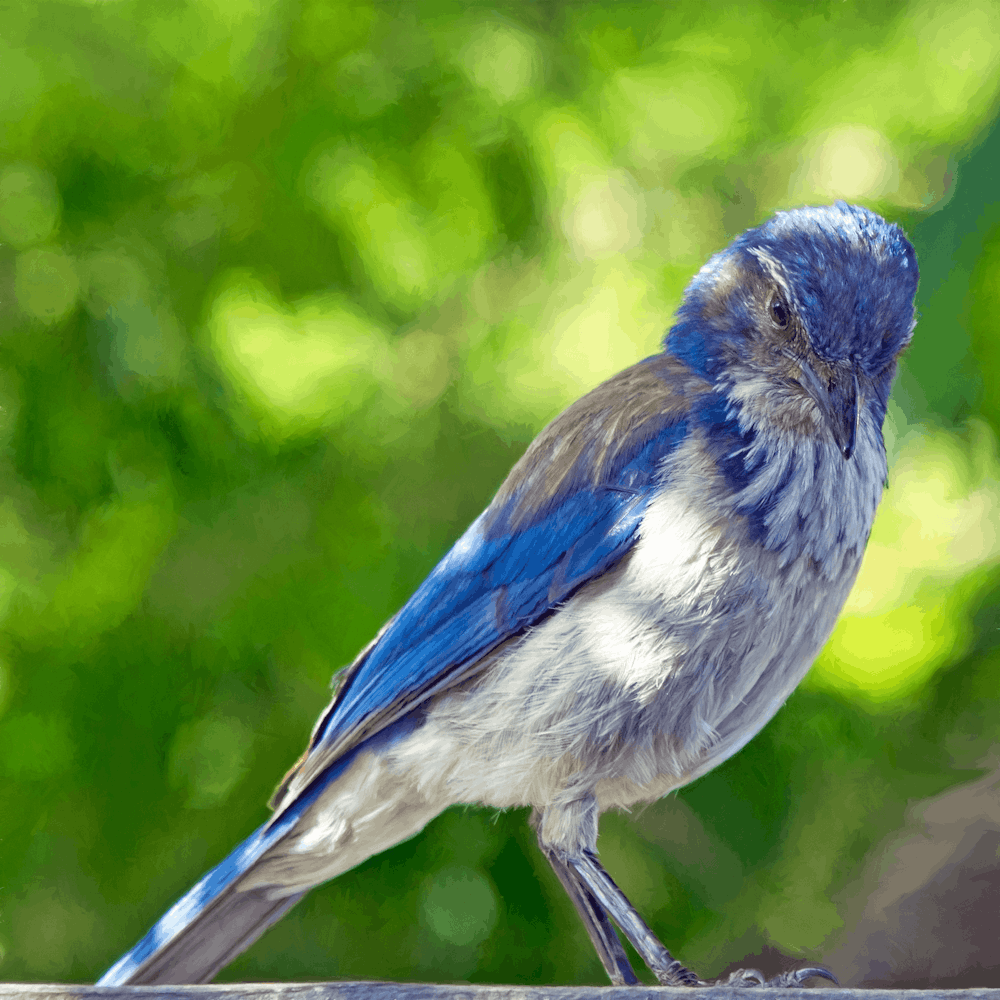 blauer und grauer Vogel