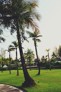 A lush backyard with healthy grass and well-maintained palm trees swaying gently.