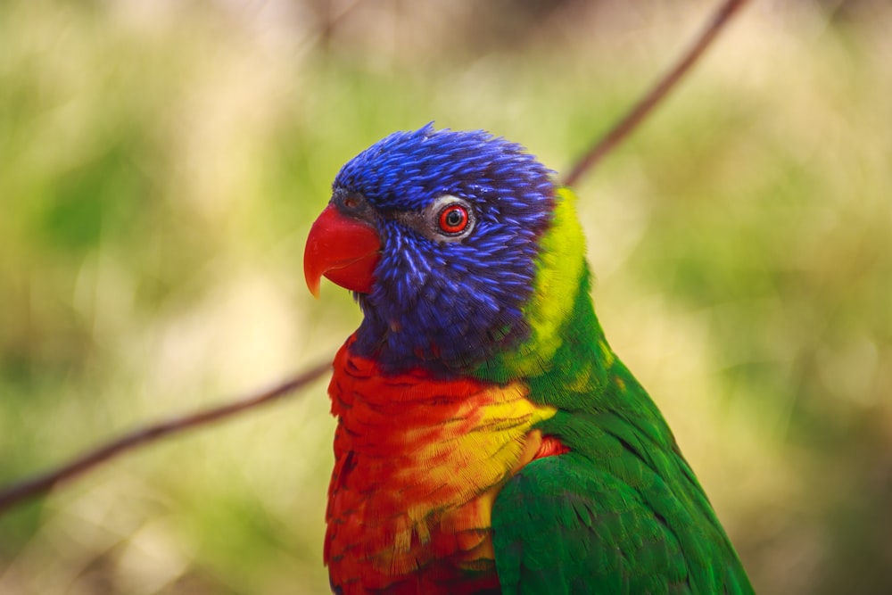 Selektive Fokusfotografie von blauen, roten und grünen Vögeln