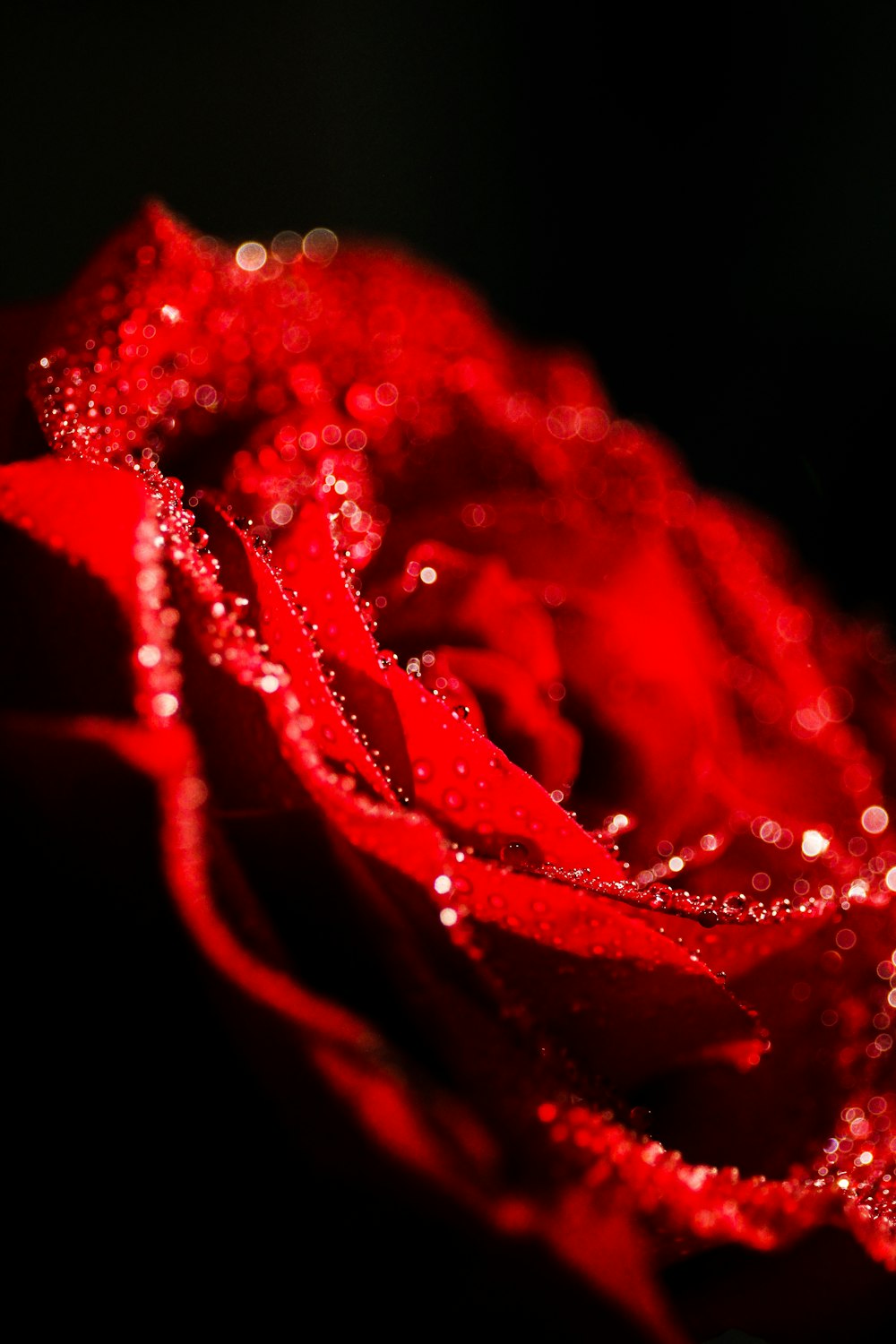 fleurs de rose rouge