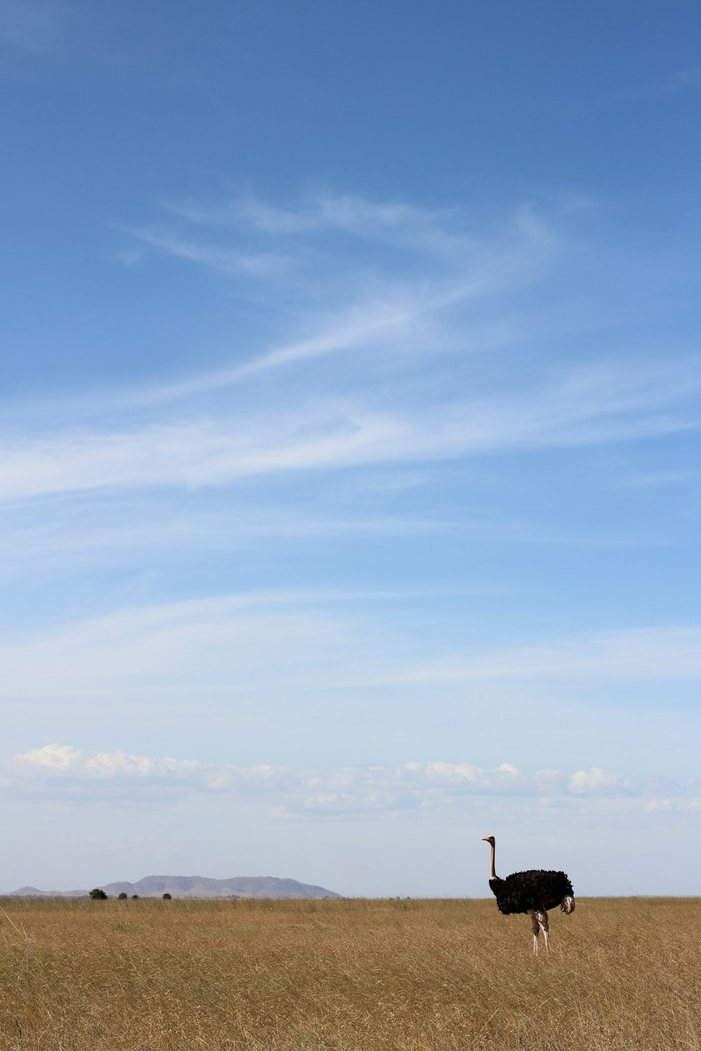 pájaro en la hierba marrón bajo cielos blancos