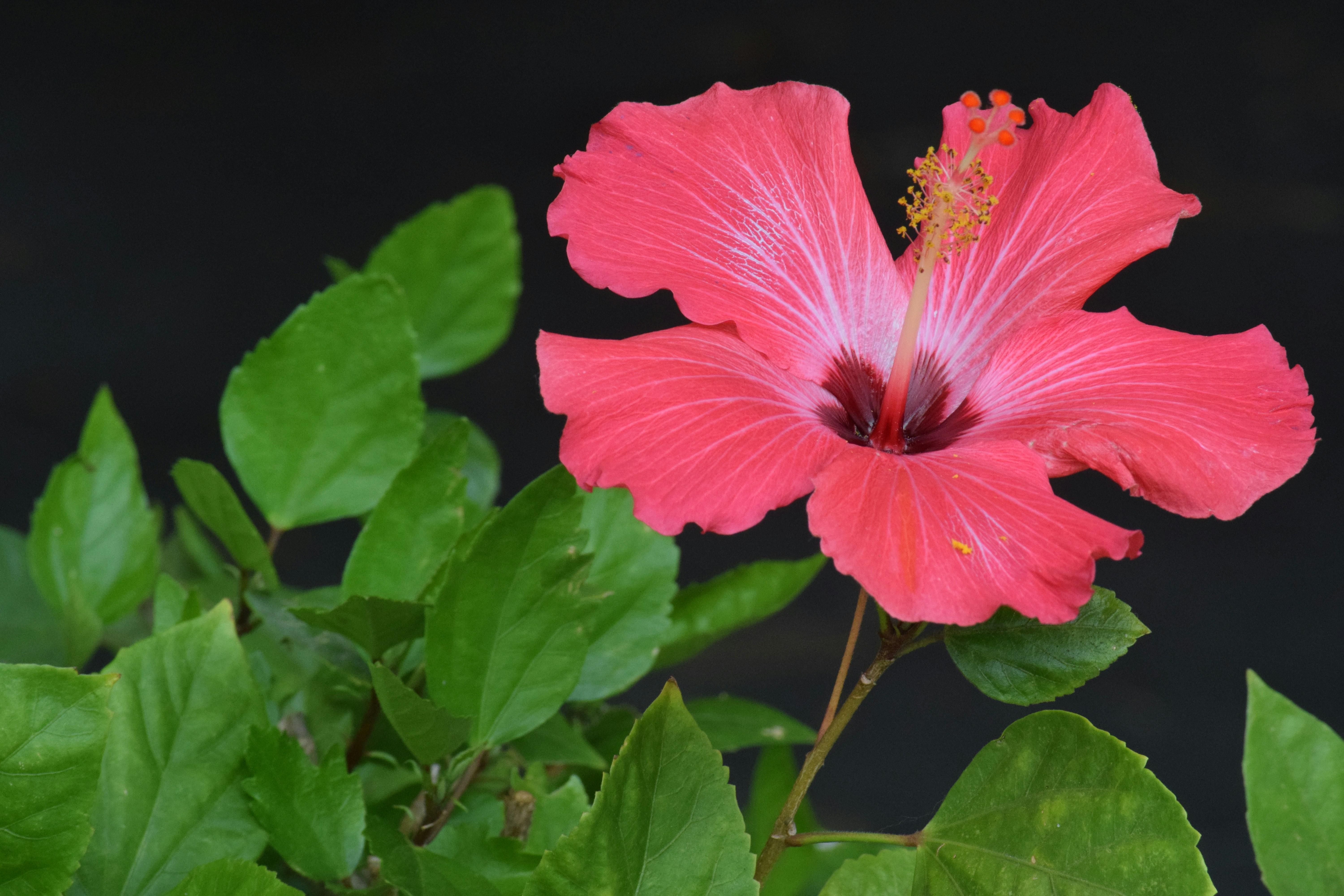 Free Unsplash photo from Sophia Nicholas