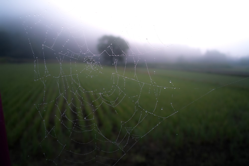 거미줄의 얕은 초점 사진