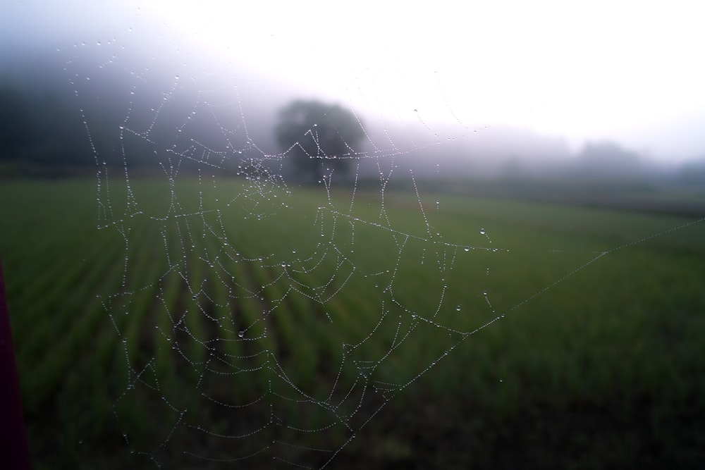 Fotografía de enfoque superficial de tela de araña