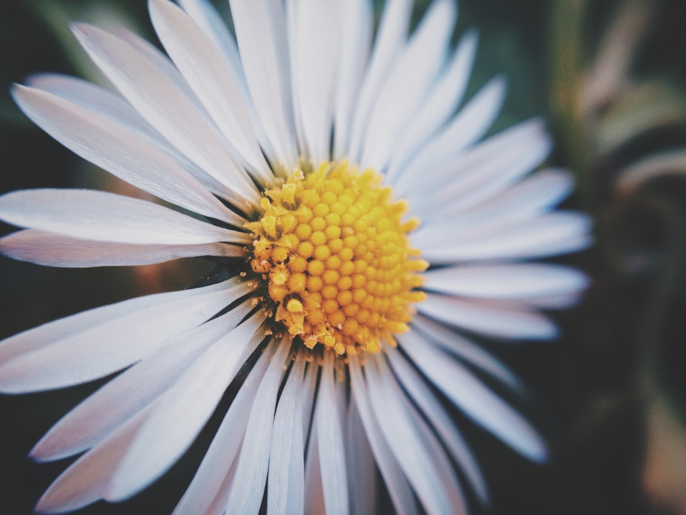 closed up photo of daisy flower