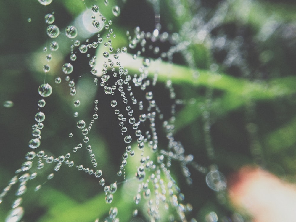 shallow photography of water drops