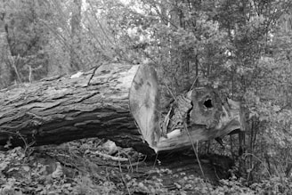 A large tree lies fallen on the ground with its trunk cut cleanly across. The surrounding area is a dense forest with various trees and bushes in the background. The image is in black and white, which highlights the texture of the bark and the roughness of the cut.
