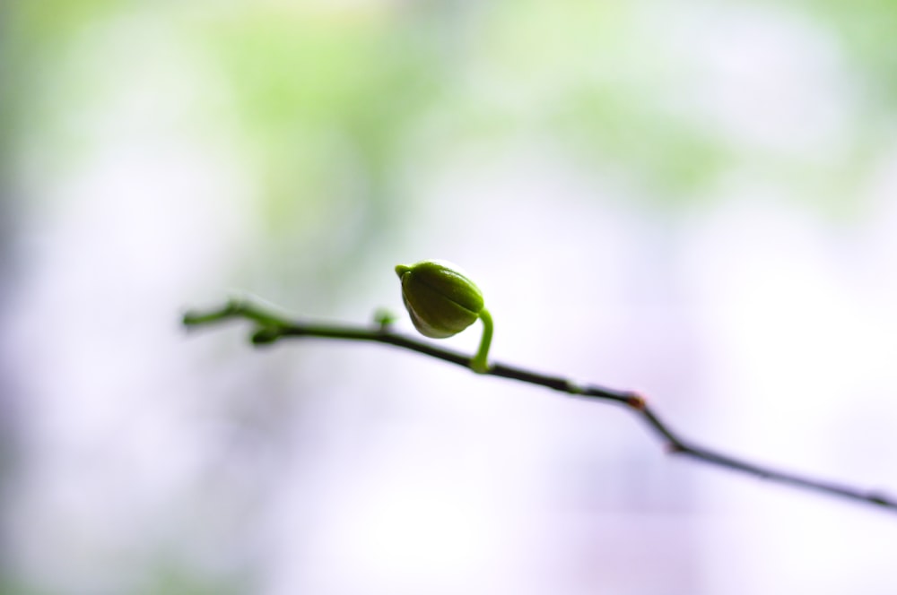 green plant