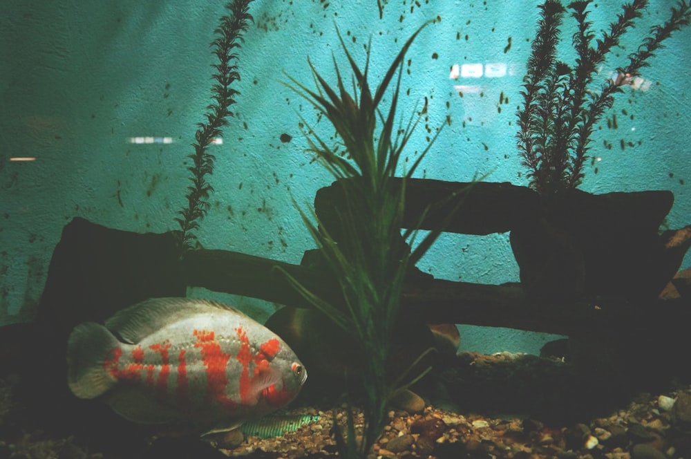 pesce grigio e arancione accanto alla pianta a foglia verde