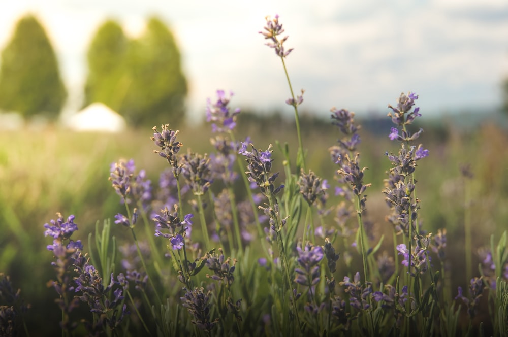 shallow focus photography of purple flowers