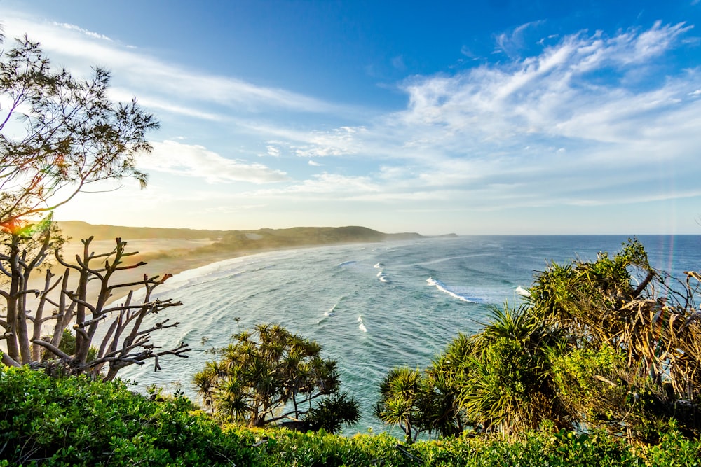 Fotografía de paisaje de árboles cerca del mar