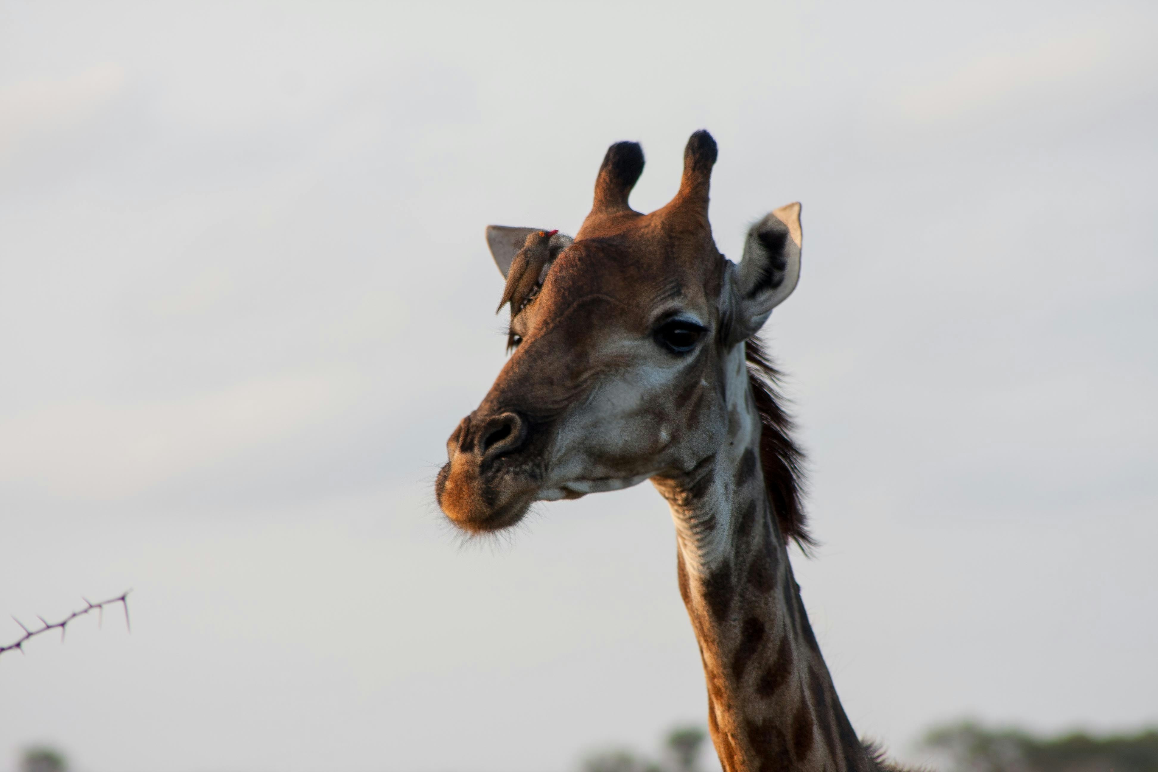 Жираф (giraffa camelopardalis). Ангорский жираф. Жираф фото. Маленькие жирафы. Королевский жираф.
