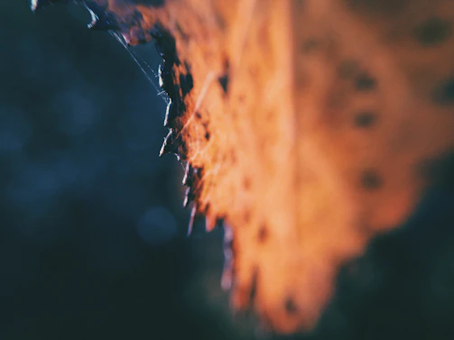 Close-up of delicate textures on an autumn leaf, highlighting nature's details.