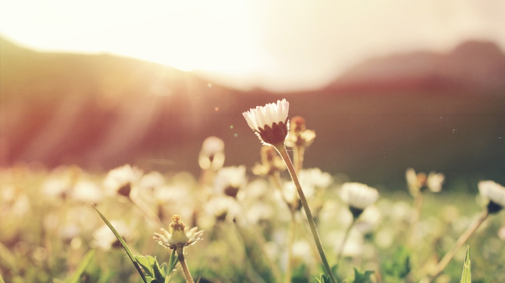 white petaled flowers