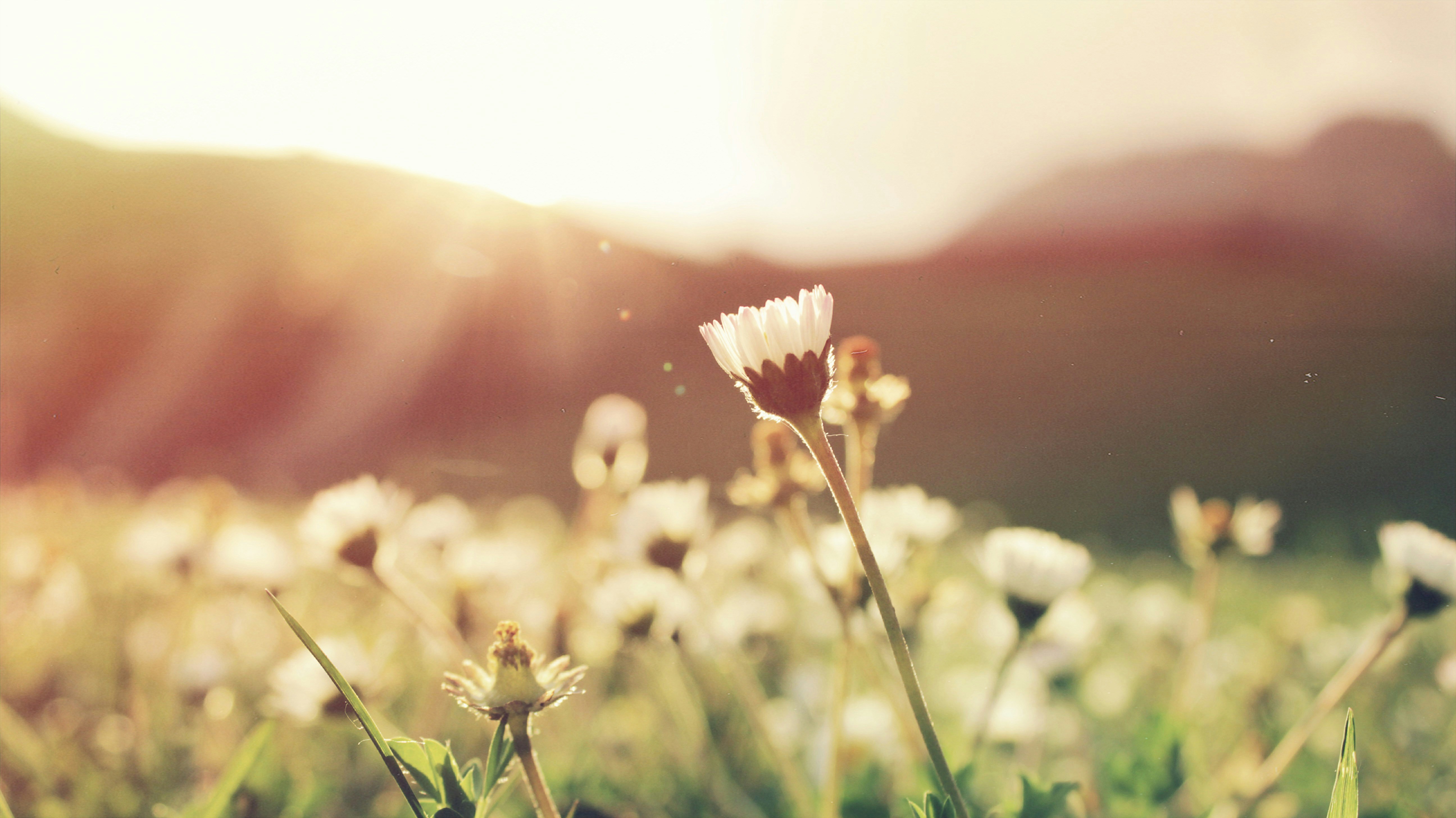 White flower field