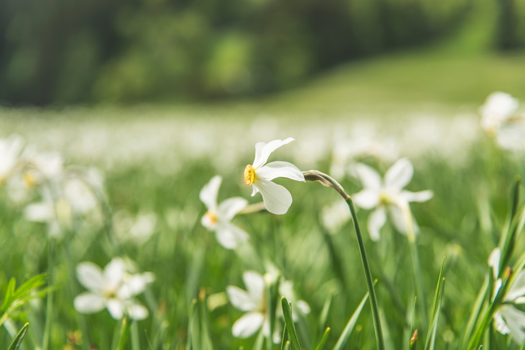 shallow focus photo of white flowers