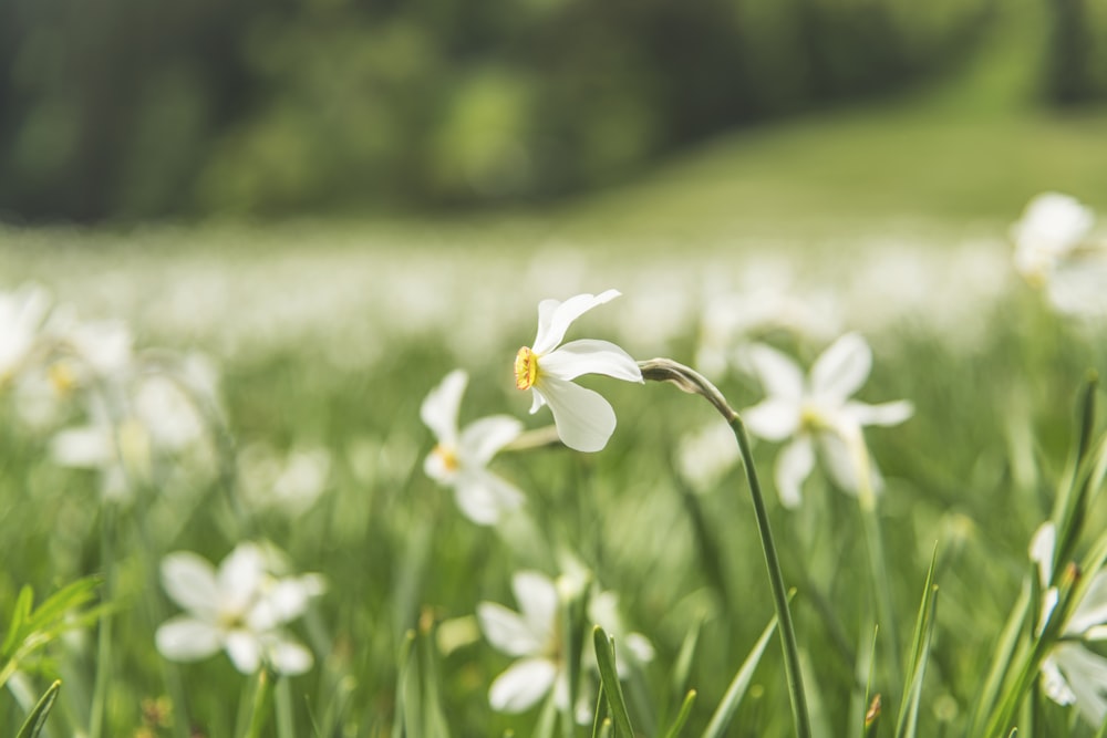 shallow focus photo of white flowers