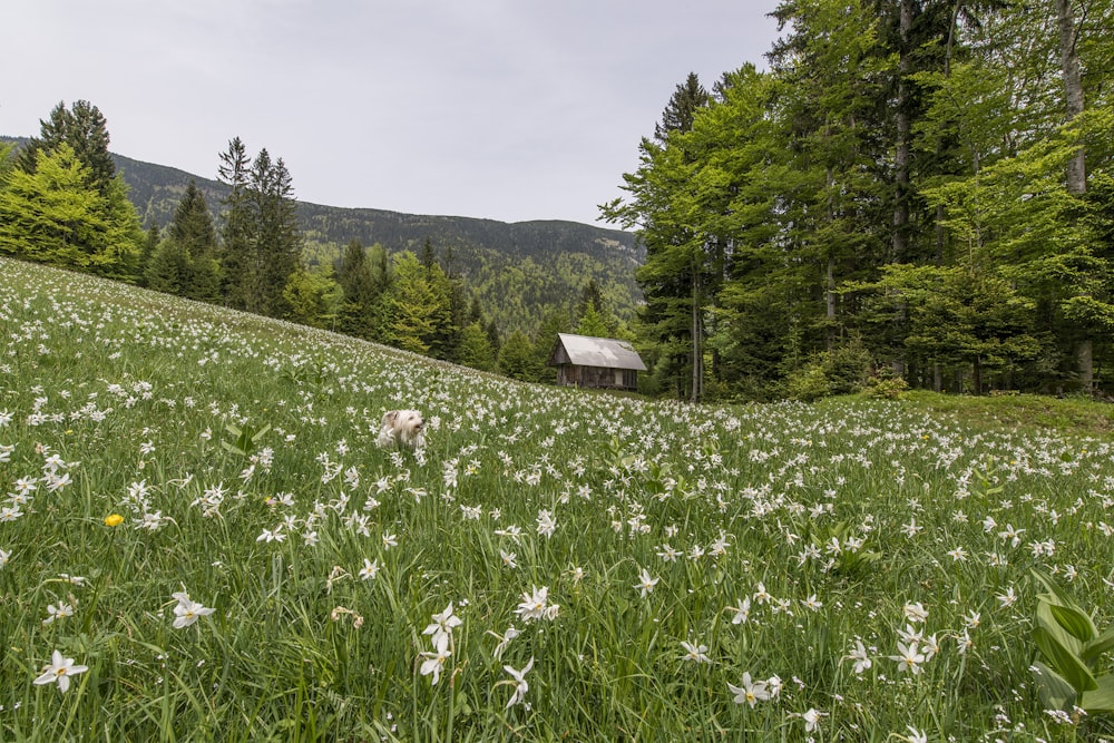 casa marrón en campo de flores de pétalos blancos
