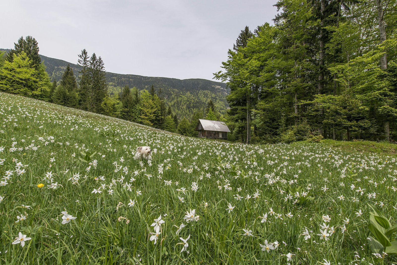 Nikon AF-S Nikkor 14-24mm F2.8G ED sample photo. Brown house in white photography