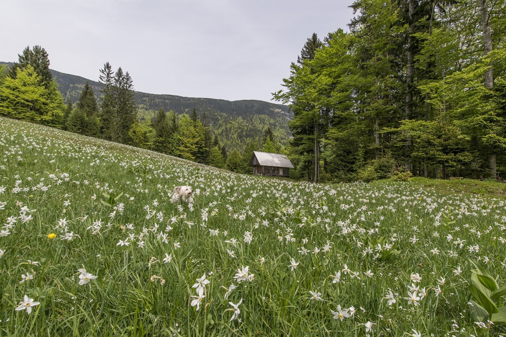 Casa marrom no campo de flor de pétala branca