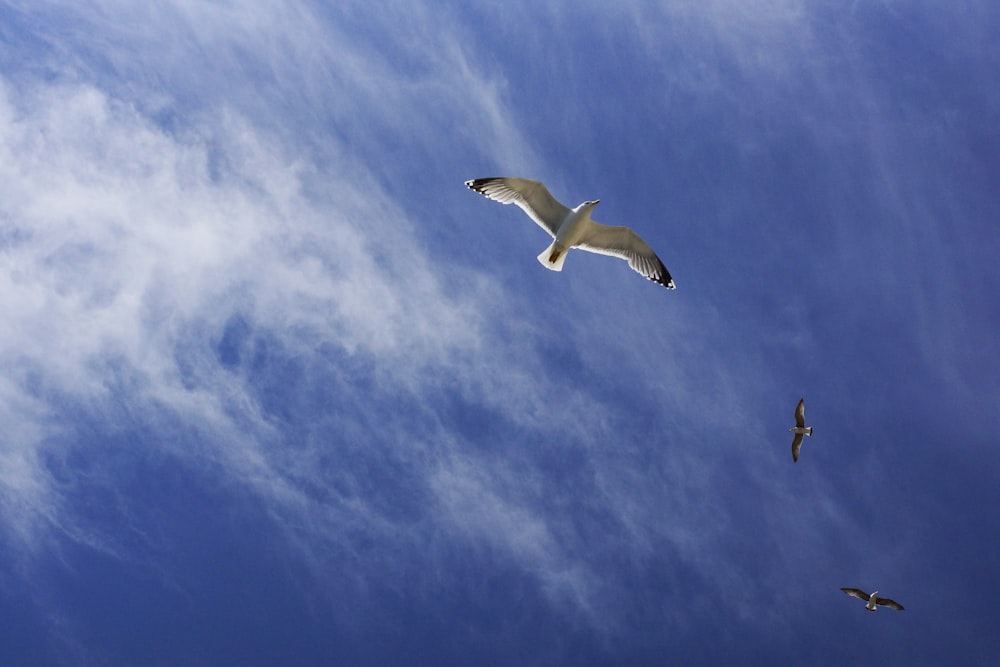 white and black bird under blue sky