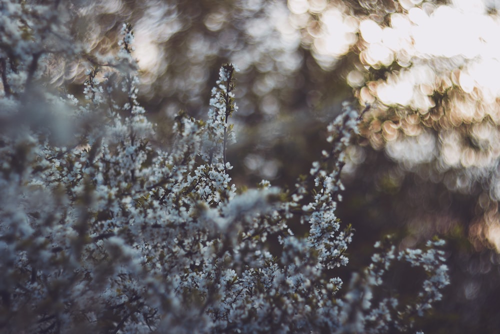 snow covered tree close-up photography