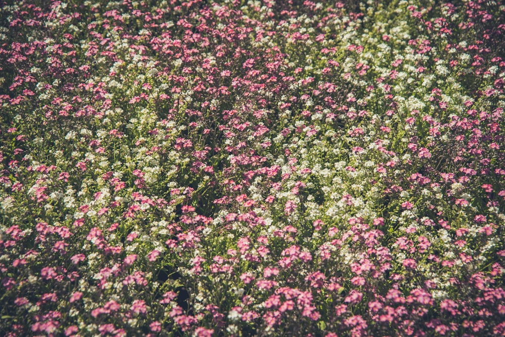 Weiße und rosafarbene Blumenpartie tagsüber