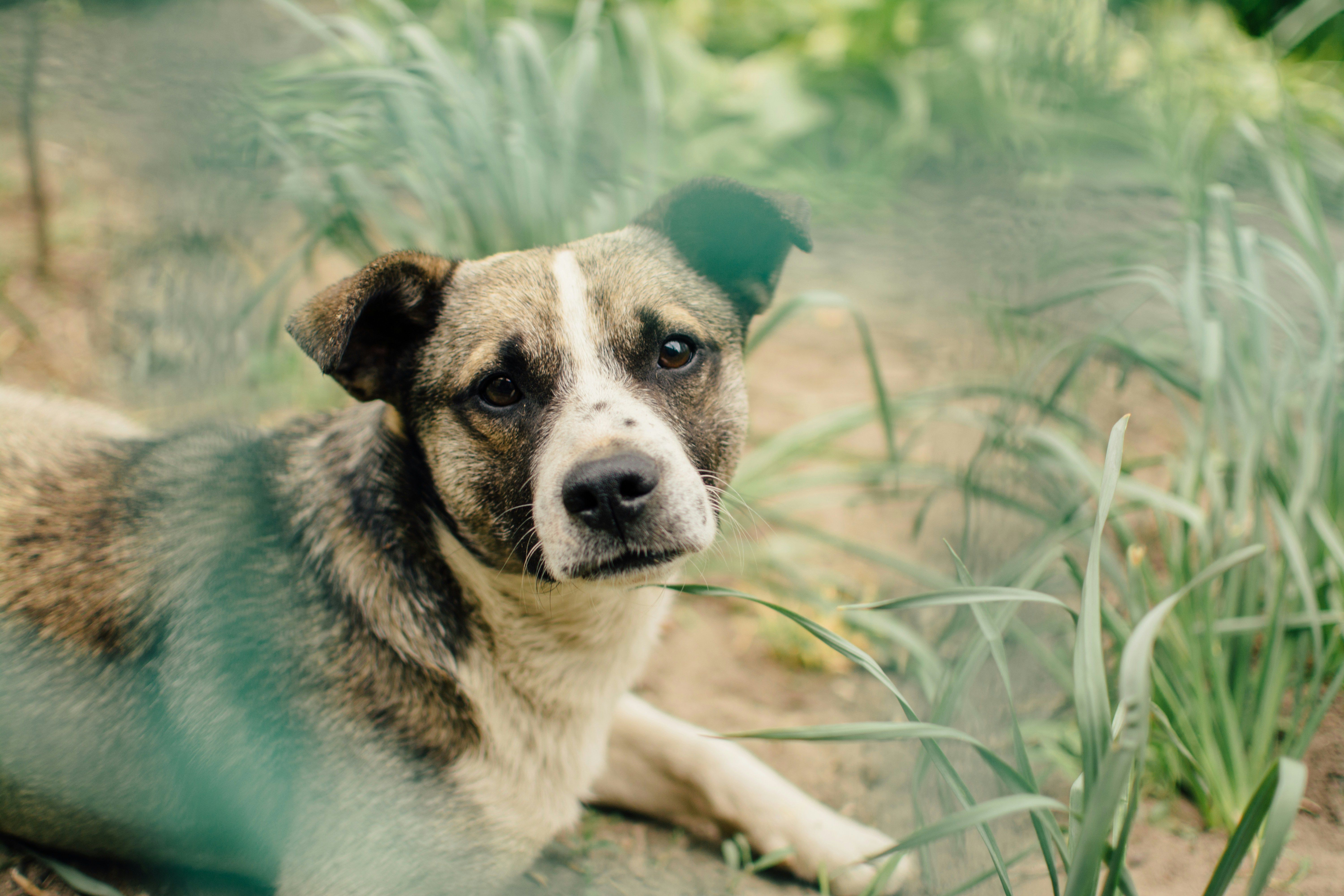 Is Your Dog at Risk for an Intestinal Blockage?