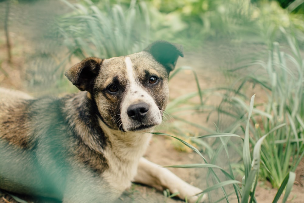 Photographie à mise au point peu profonde d’un chien couché à côté de l’herbe