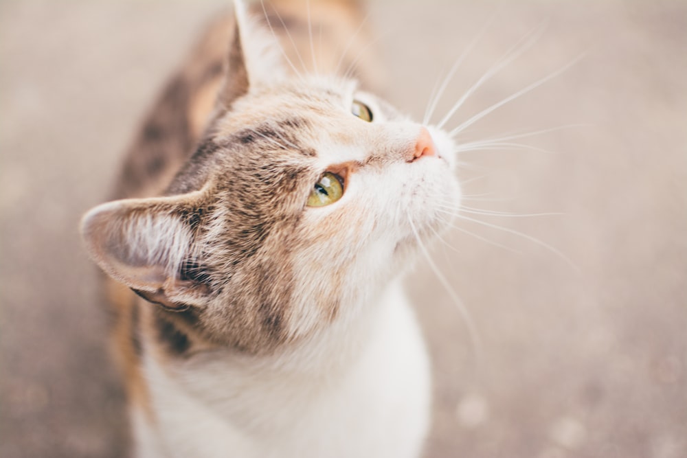 grey and white cat