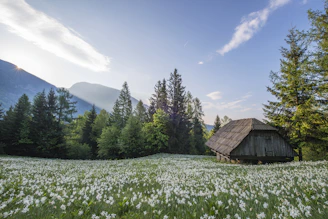 A modern cabin bathed in soft natural light, surrounded by wildflowers and towering pine trees.