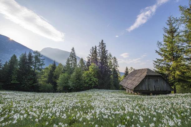 A modern cabin bathed in soft natural light, surrounded by wildflowers and towering pine trees.