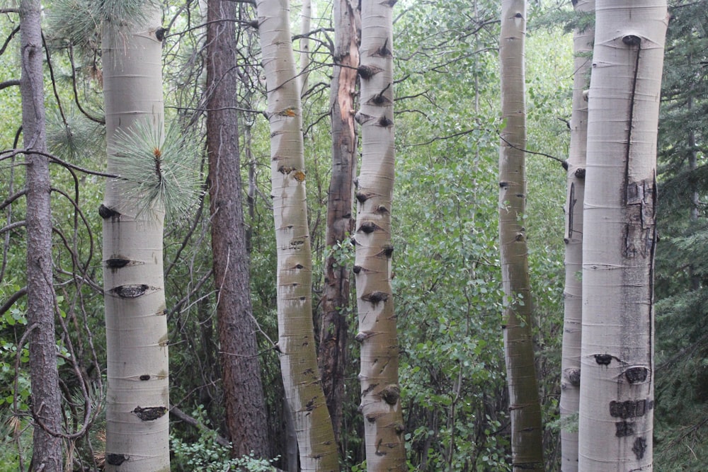 Fotografía de enfoque superficial de árboles de hojas verdes