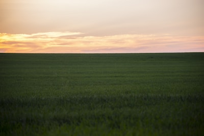 green grass field