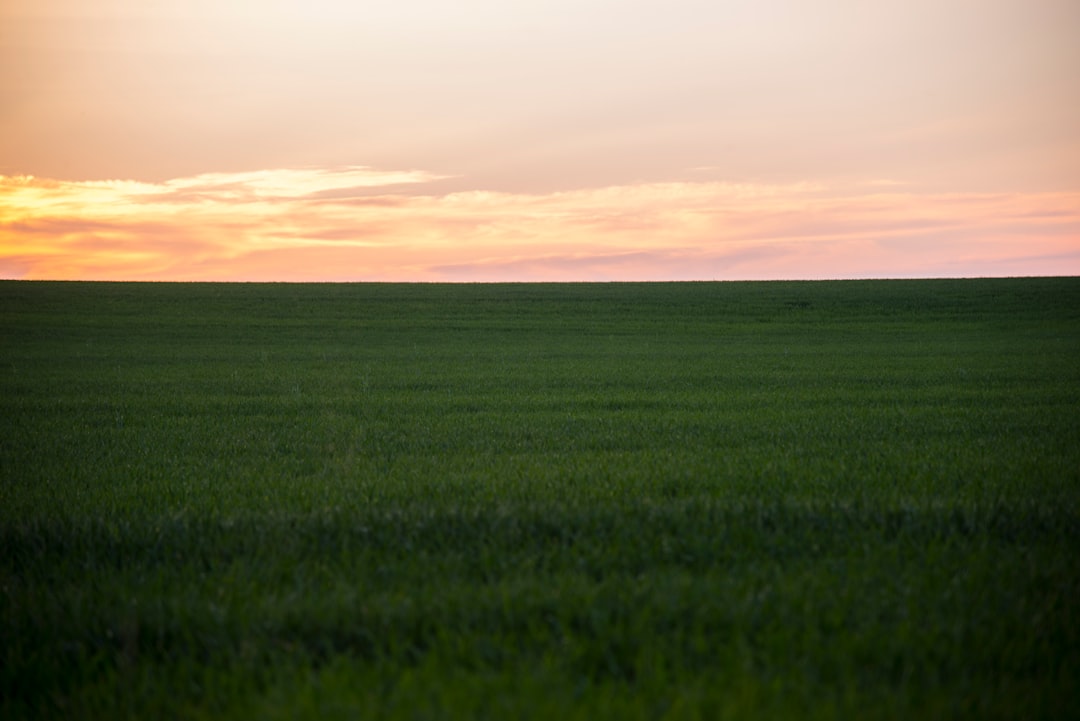 green field as dusk in a summer's day