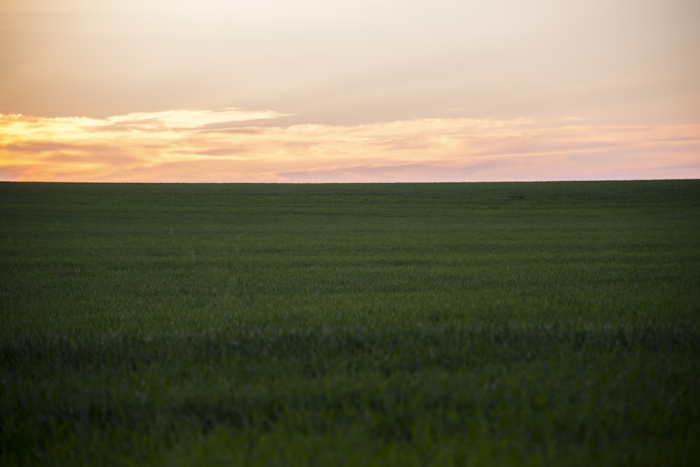 green grass field