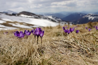 purple petaled flower