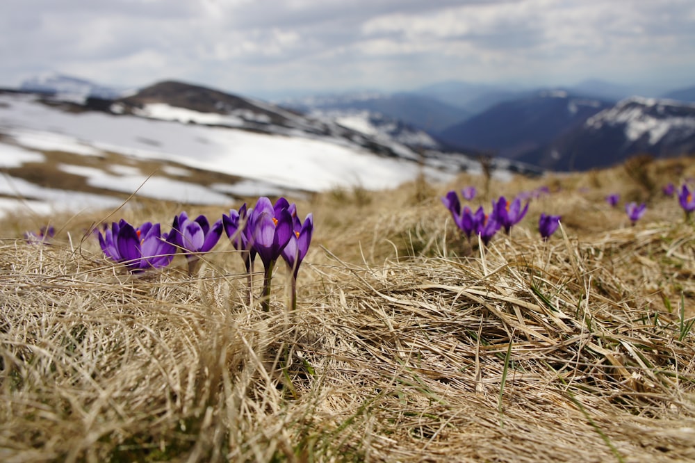 purple petaled flower