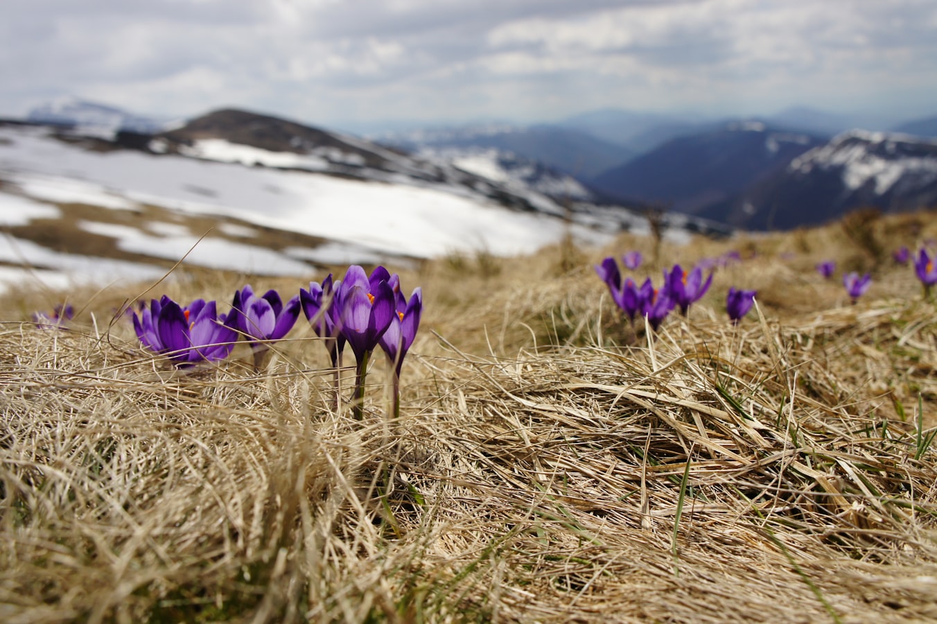 Biegun Wschodni - Blooming saffrons in the mountains
