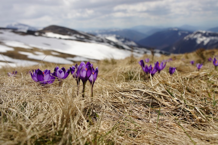 6 Easy Steps to Embrace Self-Improvement this Spring