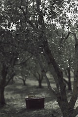 A dense grove of olive trees with sunlight filtering through the leaves, casting dappled shadows on the ground. In the foreground, the trunk of an olive tree is prominently visible. A wooden box or bench is positioned at the base of the trees, partly overgrown with grass.