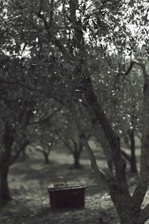 A sunlit ancient olive tree with dappled light falling on a rustic wooden bench beneath it.