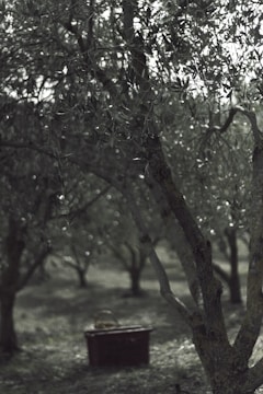 A dense grove of olive trees with sunlight filtering through the leaves, casting dappled shadows on the ground. In the foreground, the trunk of an olive tree is prominently visible. A wooden box or bench is positioned at the base of the trees, partly overgrown with grass.