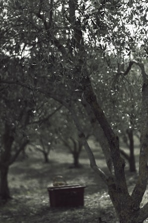A dense grove of olive trees with sunlight filtering through the leaves, casting dappled shadows on the ground. In the foreground, the trunk of an olive tree is prominently visible. A wooden box or bench is positioned at the base of the trees, partly overgrown with grass.