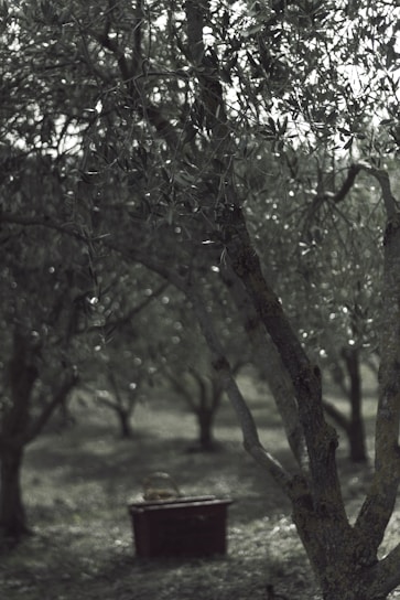 A sunlit ancient olive tree with dappled light falling on a rustic wooden bench beneath it.