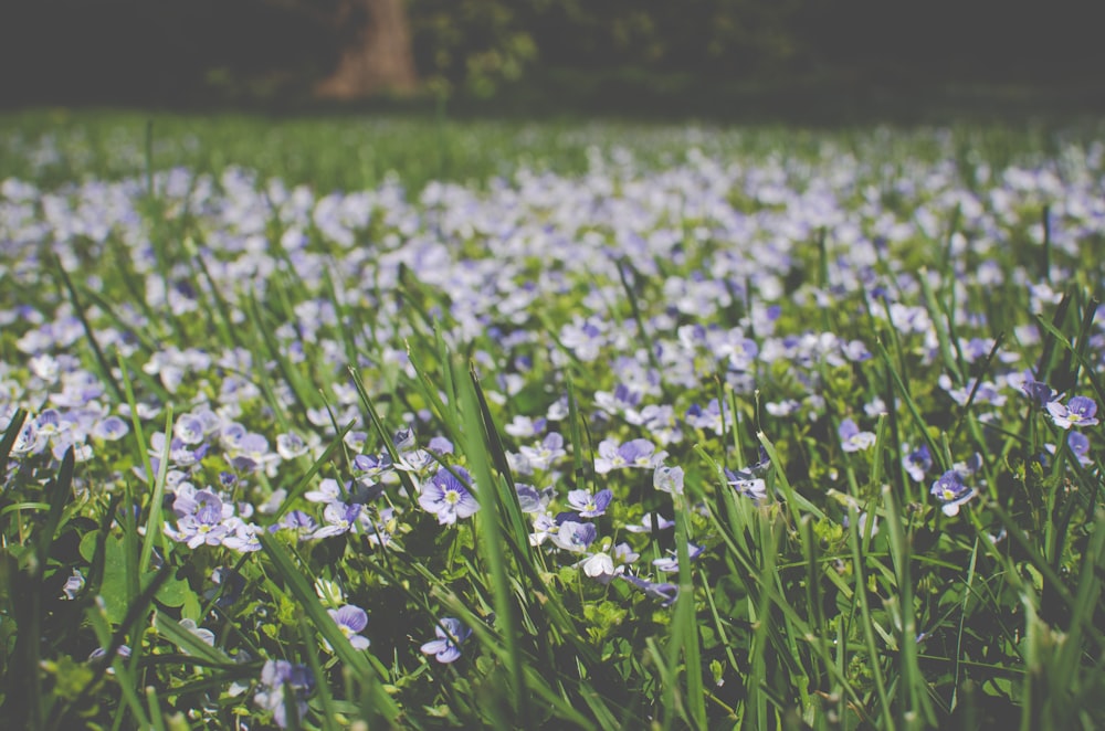 green leafed plants with white flowers