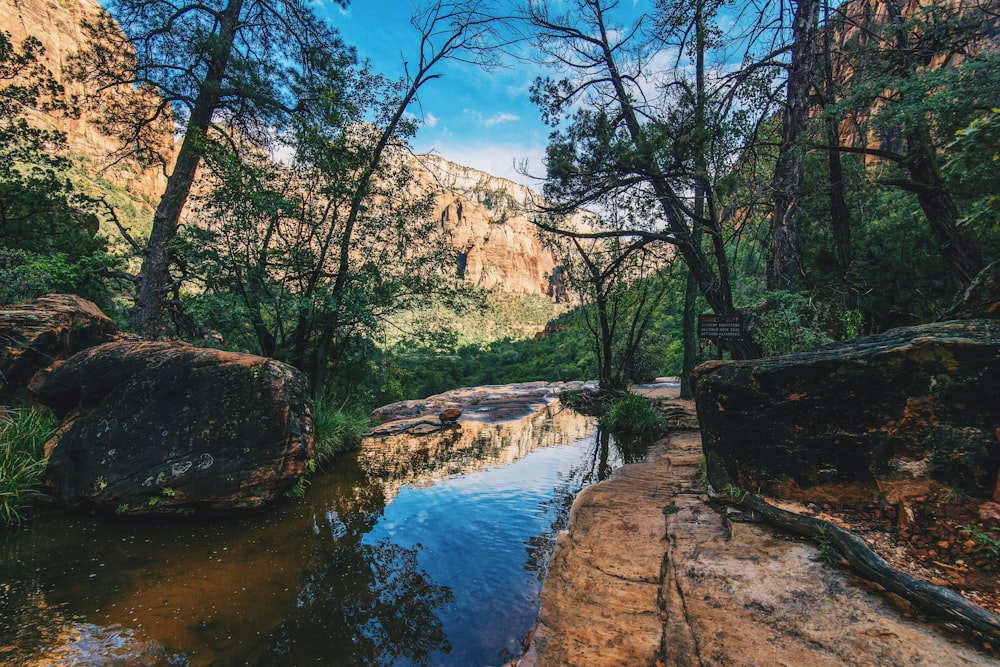 arbres à feuilles vertes et rivière