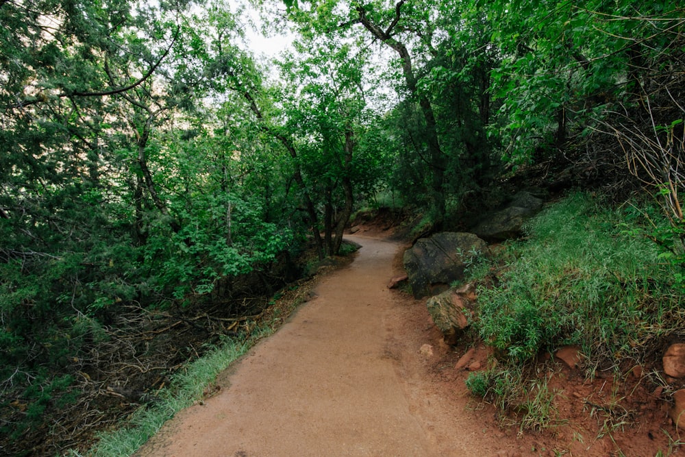 a dirt path in the middle of a forest