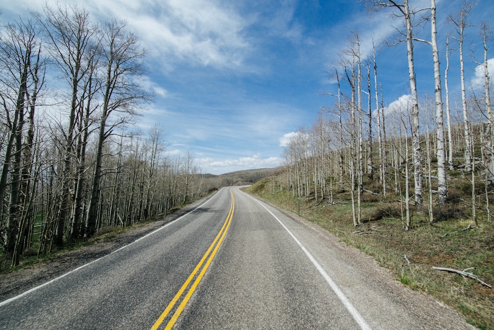 trees beside road